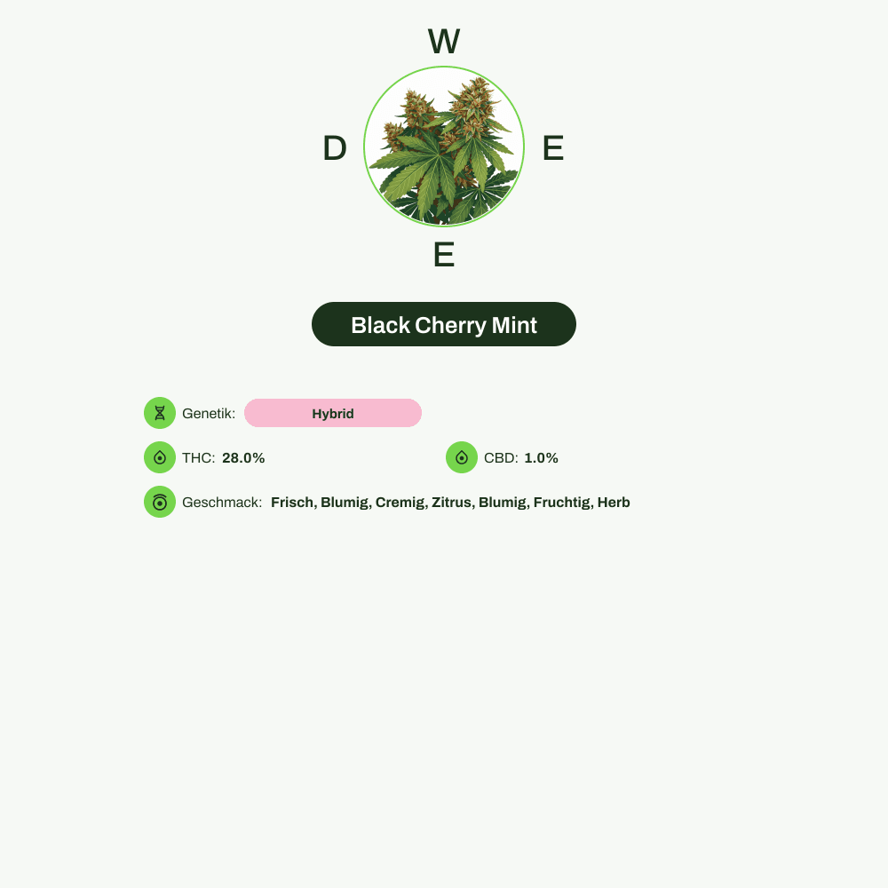 Infografik über THC-Gehalt, CBD-Gehalt, Wirkungen, Geschmack von Black Cherry Mint