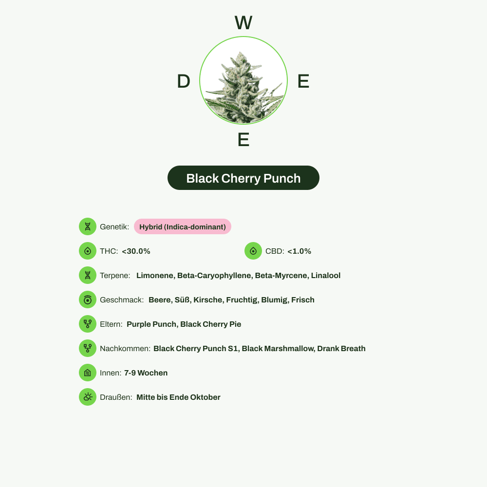 Infografik über THC-Gehalt, CBD-Gehalt, Terpene, Wirkungen, Geschmack von Black Cherry Punch