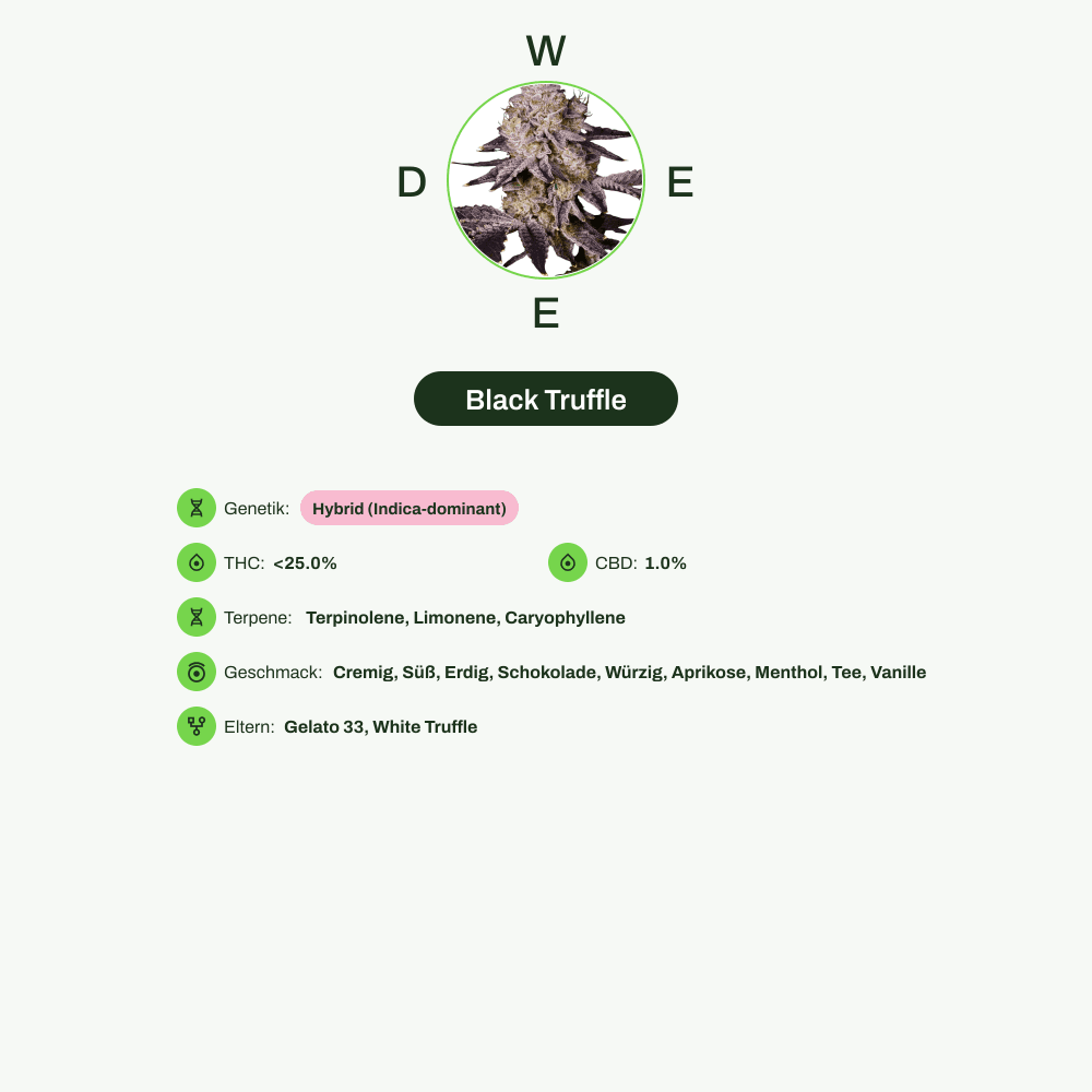 Infografik über THC-Gehalt, CBD-Gehalt, Terpene, Wirkungen, Geschmack von Black Truffle