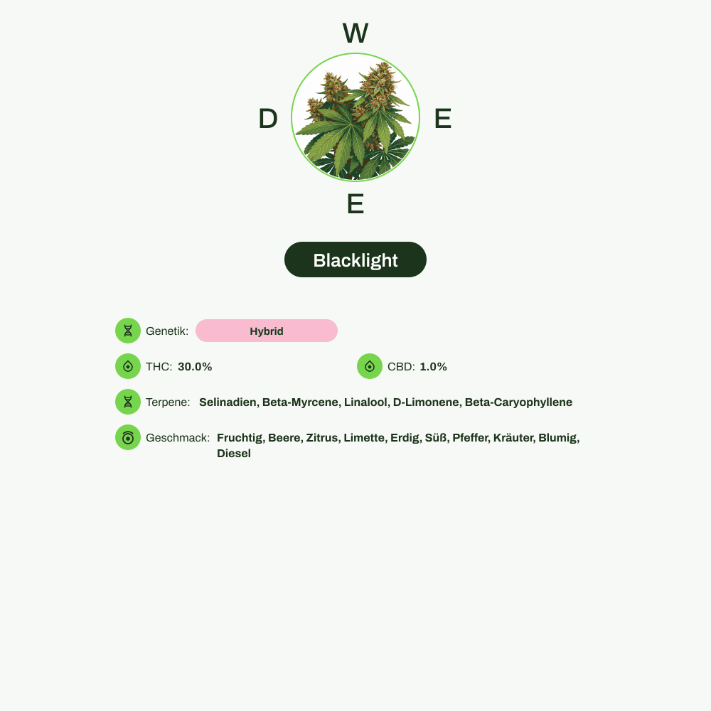 Infografik über THC-Gehalt, CBD-Gehalt, Terpene, Wirkungen, Geschmack von Blacklight
