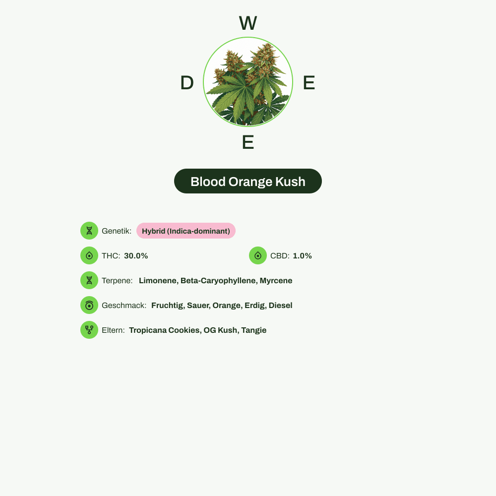 Infografik über THC-Gehalt, CBD-Gehalt, Terpene, Wirkungen, Geschmack von Blood Orange Kush