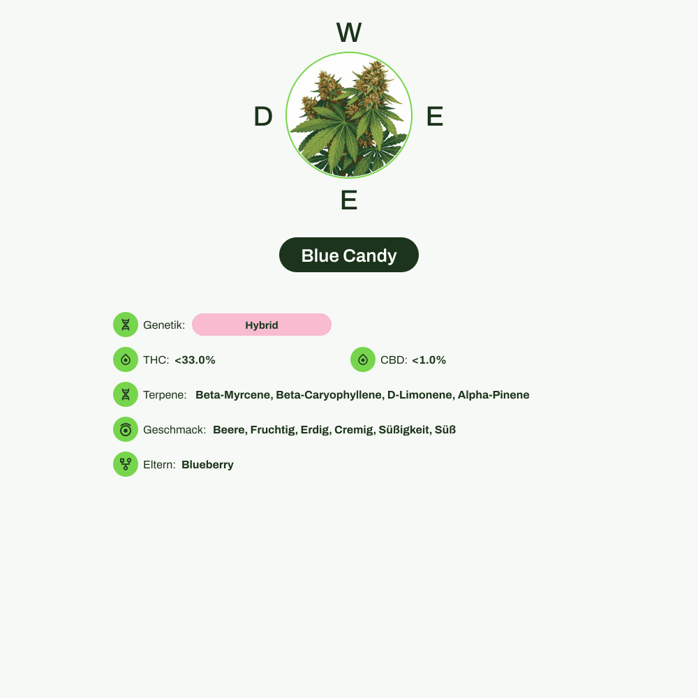 Infografik über THC-Gehalt, CBD-Gehalt, Terpene, Wirkungen, Geschmack von Blue Candy