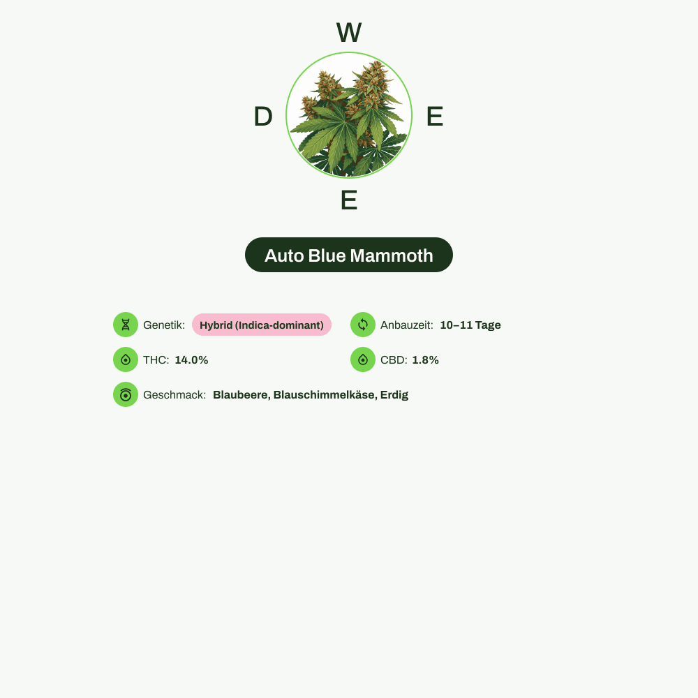 Infografik über THC-Gehalt, CBD-Gehalt, Wirkungen, Geschmack von Auto Blue Mammoth