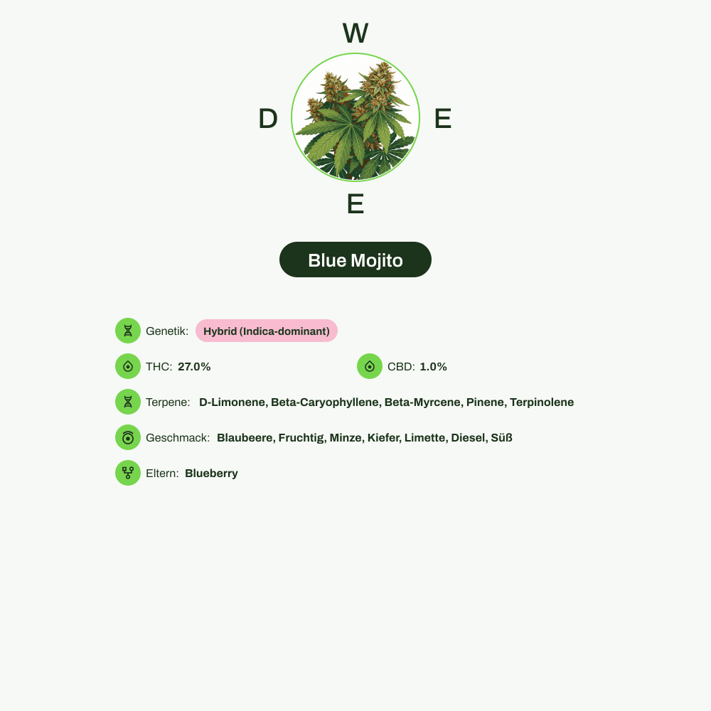 Infografik über THC-Gehalt, CBD-Gehalt, Terpene, Wirkungen, Geschmack von Blue Mojito