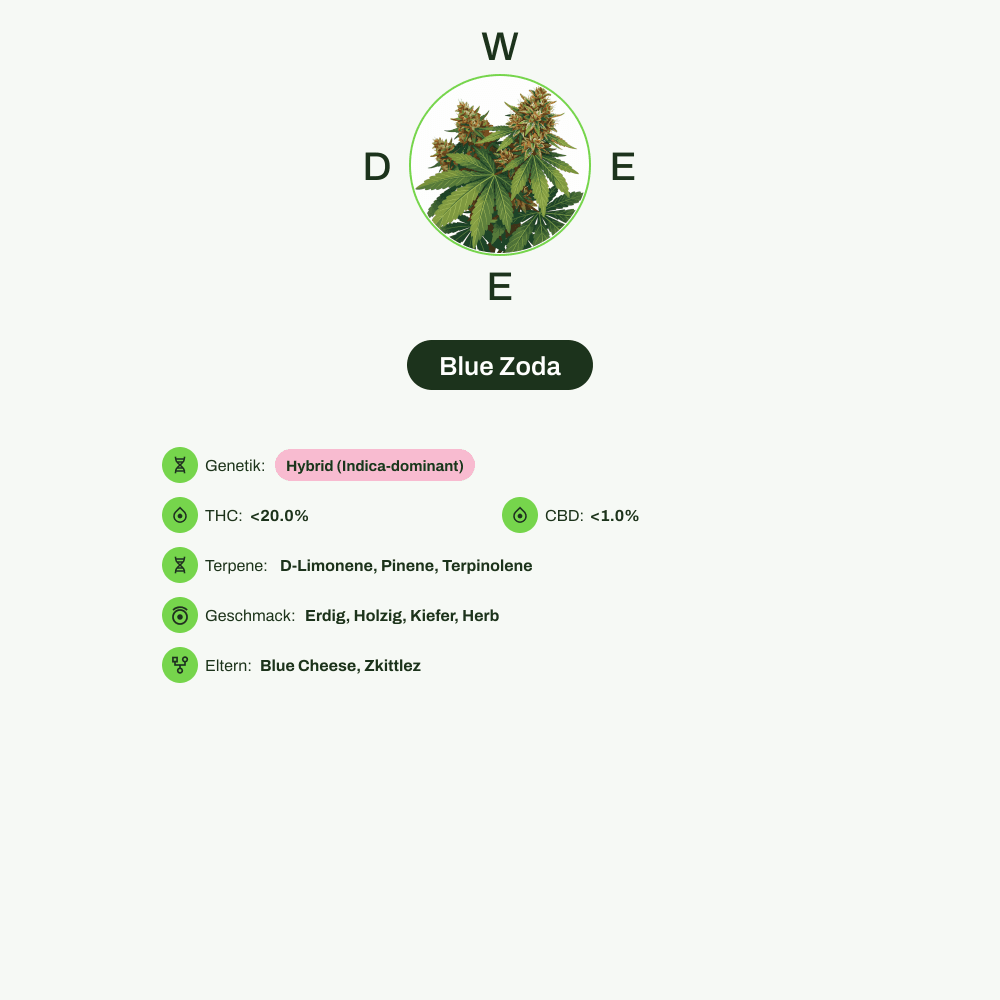 Infografik über THC-Gehalt, CBD-Gehalt, Terpene, Wirkungen, Geschmack von Blue Zoda