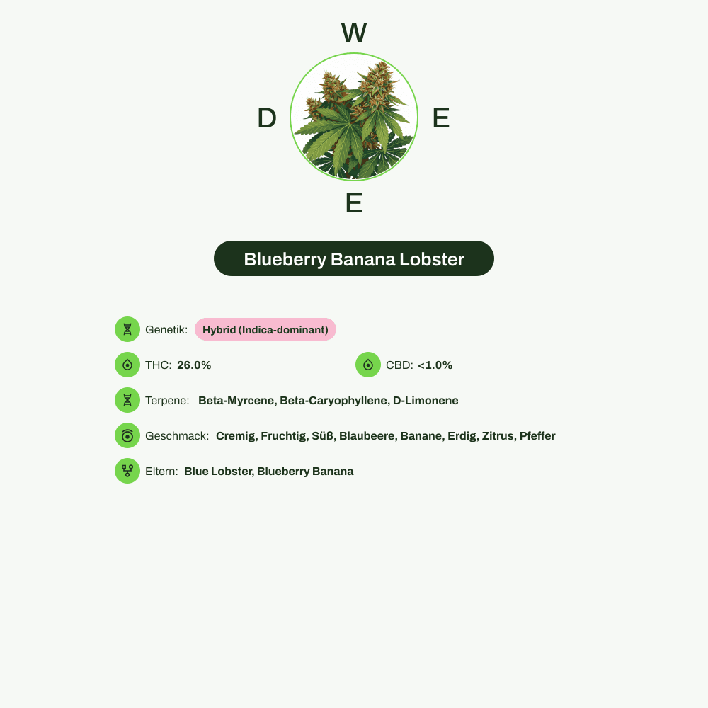 Infografik über THC-Gehalt, CBD-Gehalt, Terpene, Wirkungen, Geschmack von Blueberry Banana Lobster