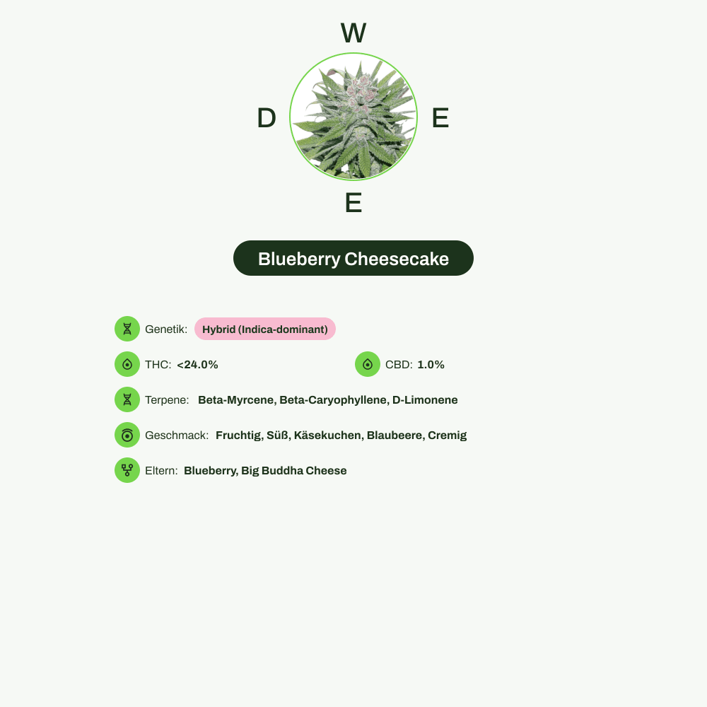 Infografik über THC-Gehalt, CBD-Gehalt, Terpene, Wirkungen, Geschmack von Blueberry Cheesecake