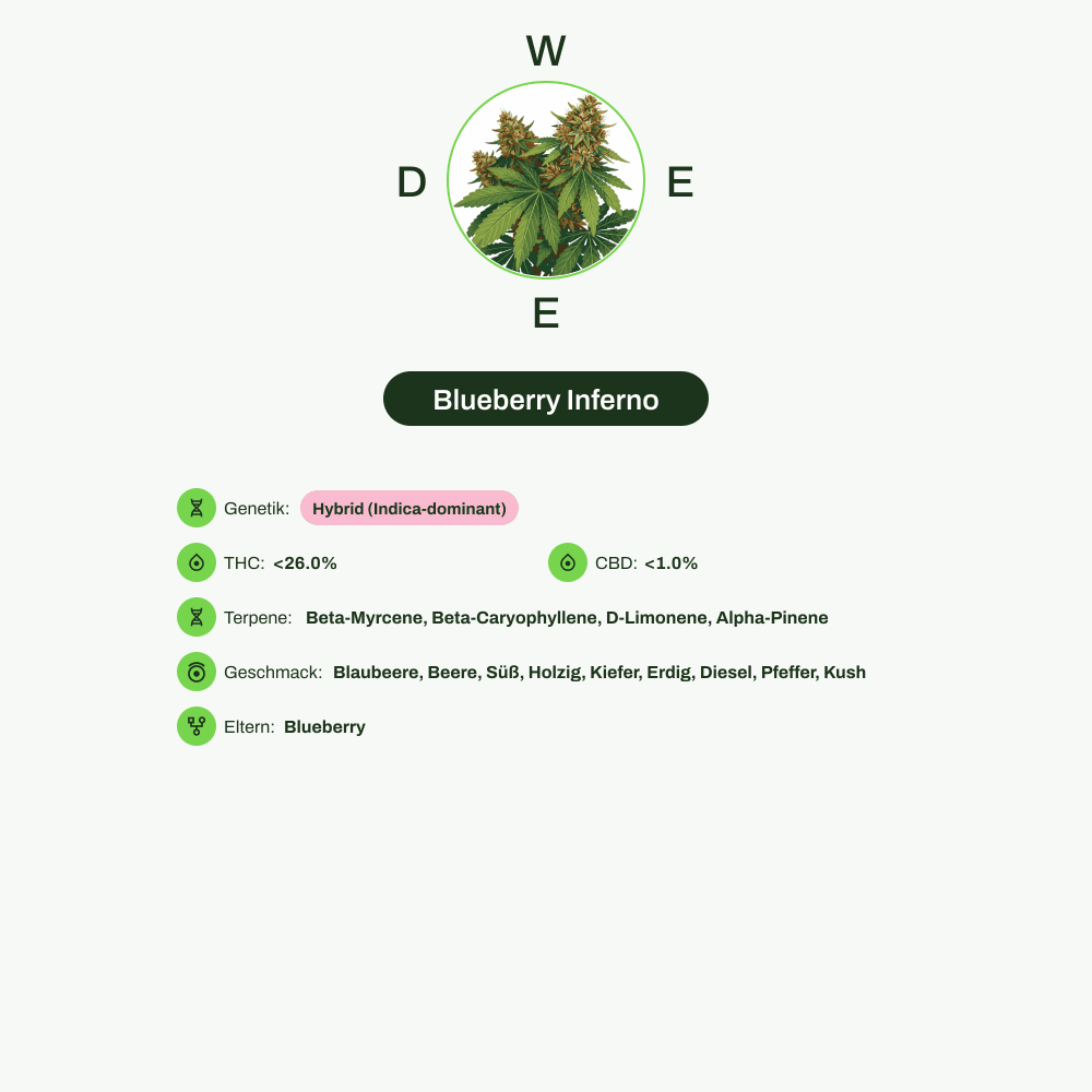 Infografik über THC-Gehalt, CBD-Gehalt, Terpene, Wirkungen, Geschmack von Blueberry Inferno