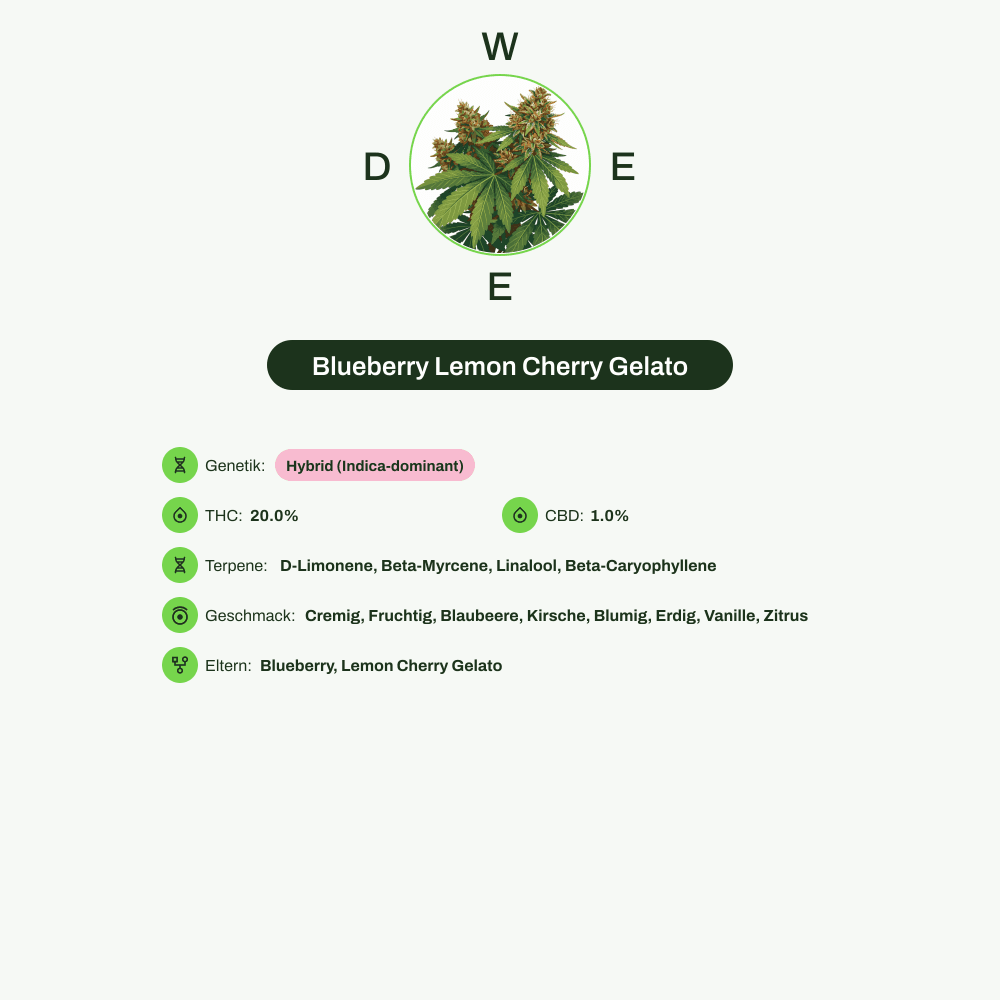 Infografik über THC-Gehalt, CBD-Gehalt, Terpene, Wirkungen, Geschmack von Blueberry Lemon Cherry Gelato