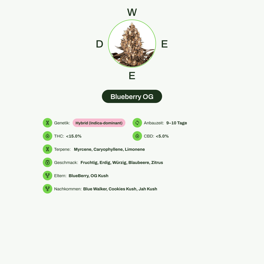 Infografik über THC-Gehalt, CBD-Gehalt, Terpene, Wirkungen, Geschmack von Blueberry OG