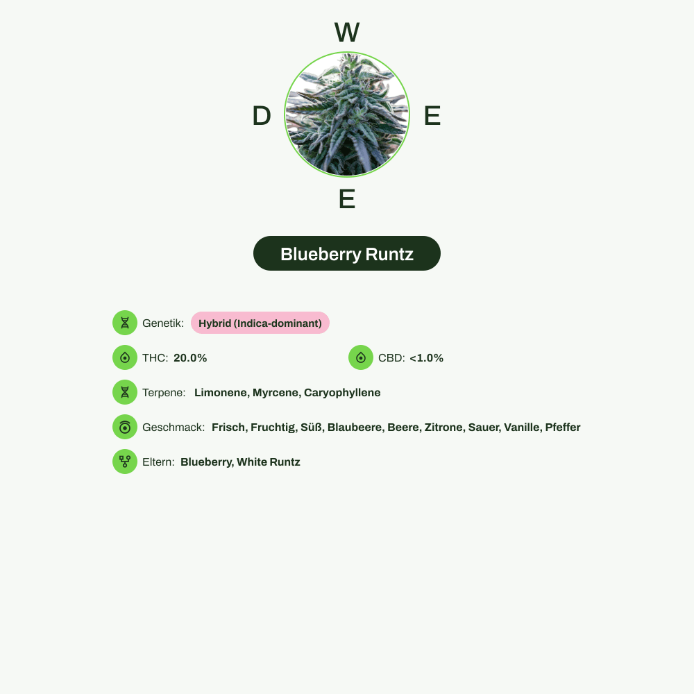 Infografik über THC-Gehalt, CBD-Gehalt, Terpene, Wirkungen, Geschmack von Blueberry Runtz