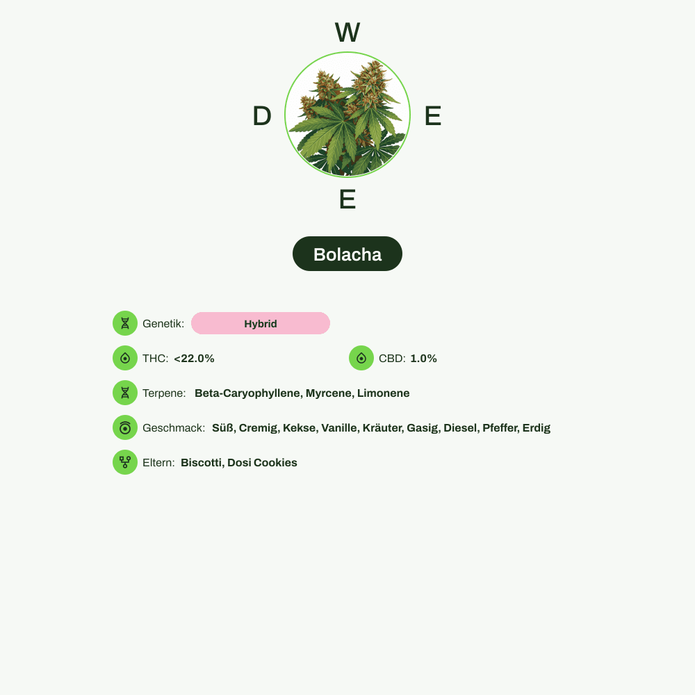 Infografik über THC-Gehalt, CBD-Gehalt, Terpene, Wirkungen, Geschmack von Bolacha
