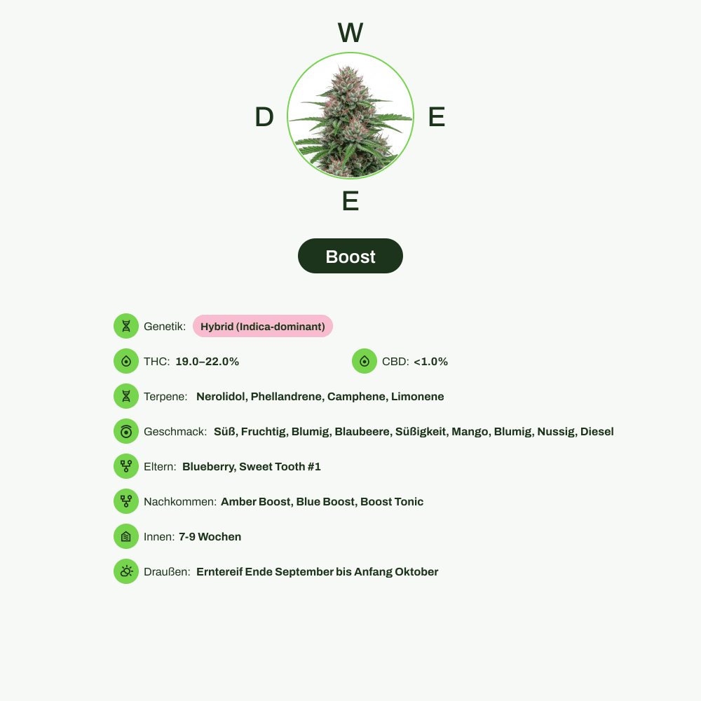 Infografik über THC-Gehalt, CBD-Gehalt, Terpene, Wirkungen, Geschmack von Boost