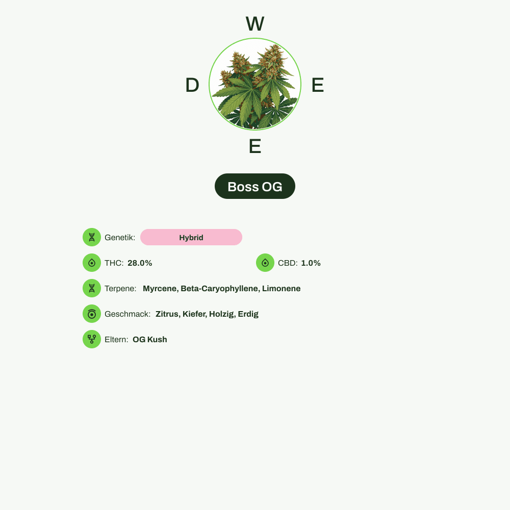 Infografik über THC-Gehalt, CBD-Gehalt, Terpene, Wirkungen, Geschmack von Boss OG