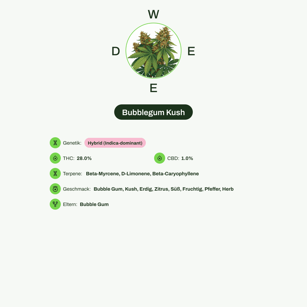 Infografik über THC-Gehalt, CBD-Gehalt, Terpene, Wirkungen, Geschmack von Bubblegum Kush