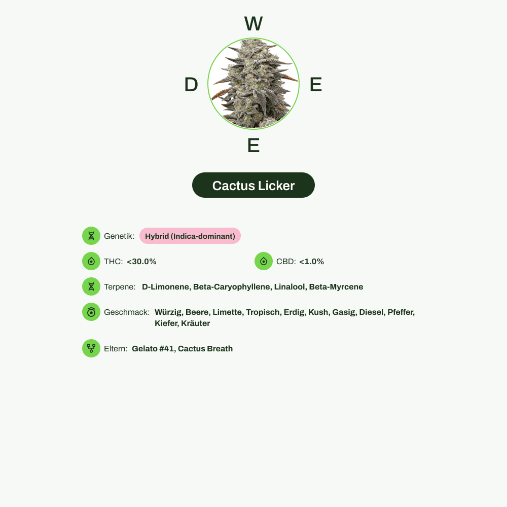 Infografik über THC-Gehalt, CBD-Gehalt, Terpene, Wirkungen, Geschmack von Cactus Licker