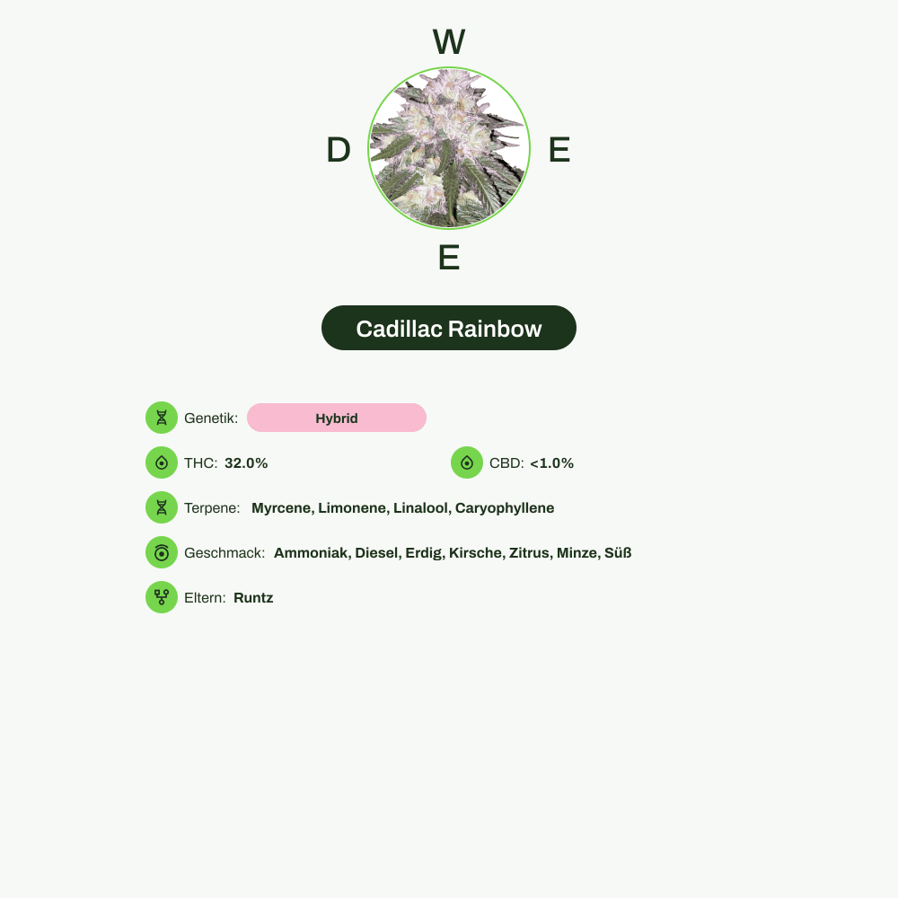 Infografik über THC-Gehalt, CBD-Gehalt, Terpene, Wirkungen, Geschmack von Cadillac Rainbow