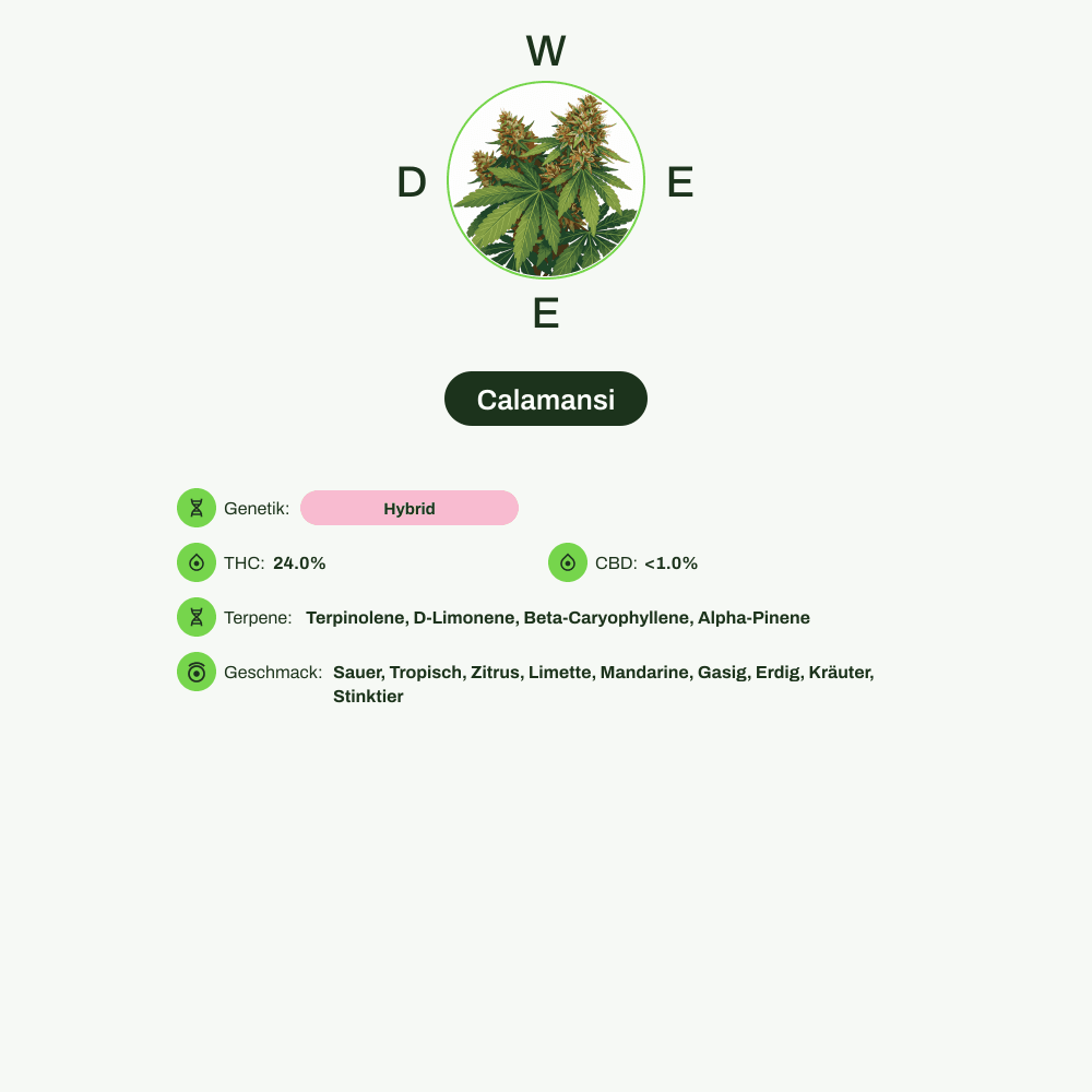 Infografik über THC-Gehalt, CBD-Gehalt, Terpene, Wirkungen, Geschmack von Calamansi