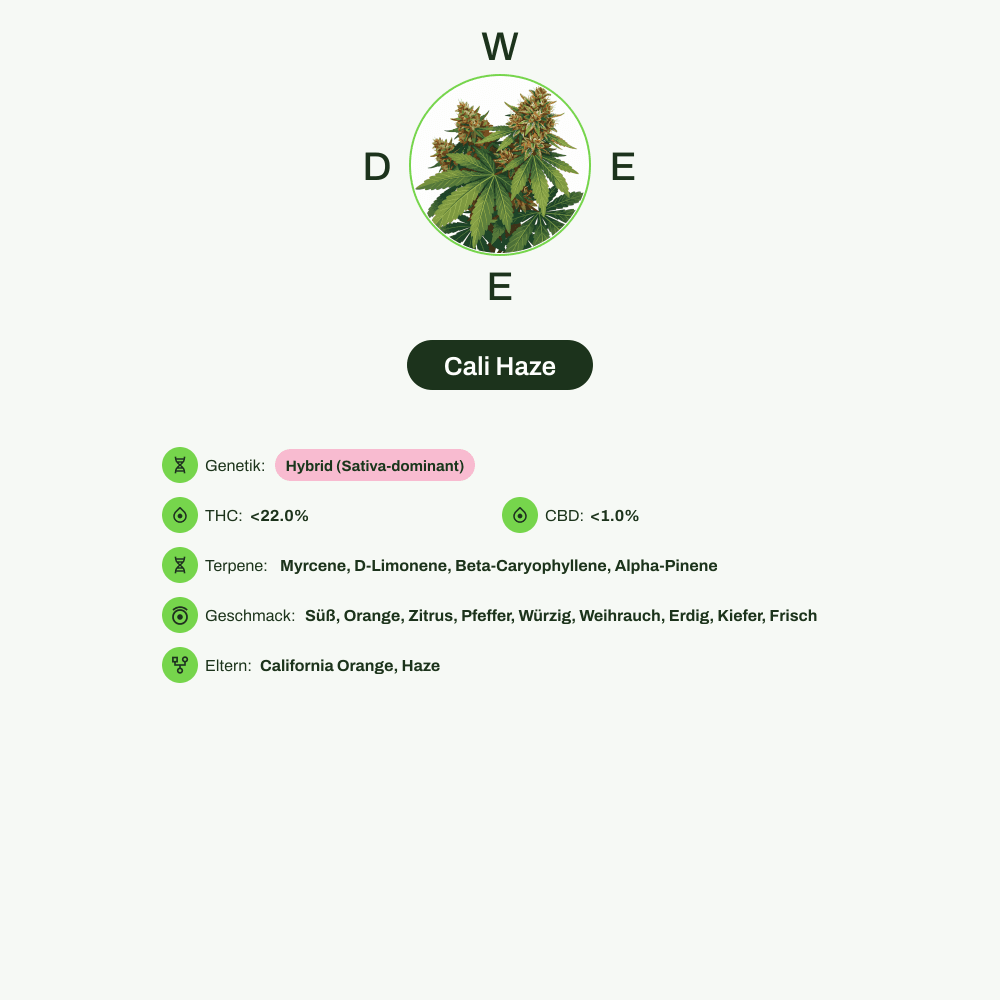 Infografik über THC-Gehalt, CBD-Gehalt, Terpene, Wirkungen, Geschmack von Cali Haze