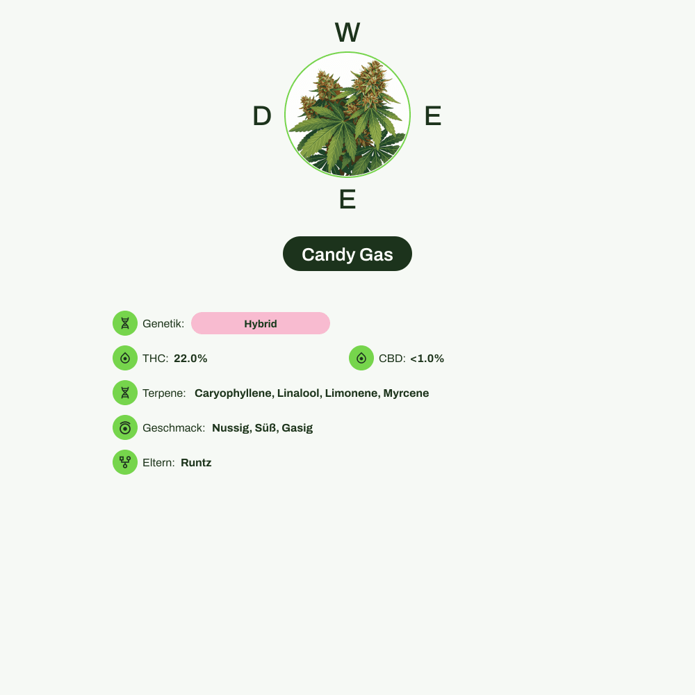 Infografik über THC-Gehalt, CBD-Gehalt, Terpene, Wirkungen, Geschmack von Candy Gas