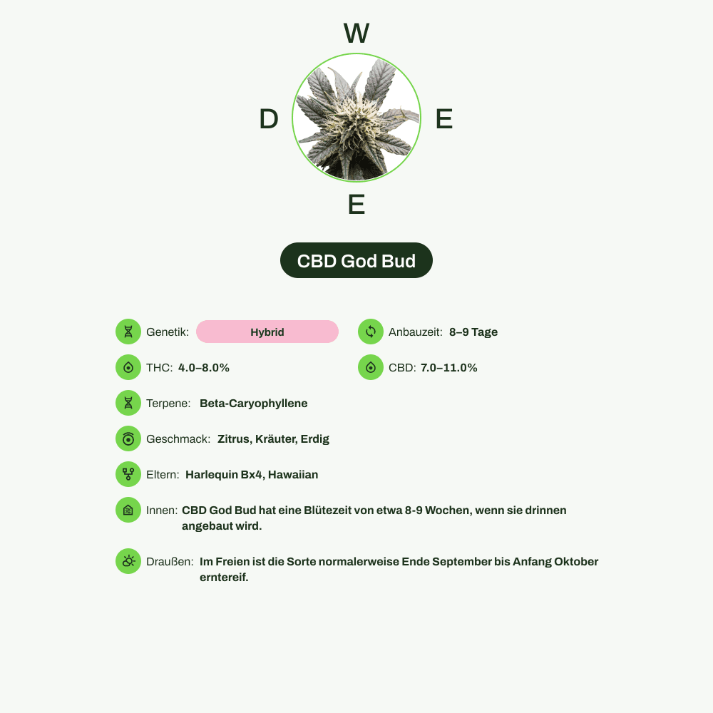 Infografik über THC-Gehalt, CBD-Gehalt, Terpene, Wirkungen, Geschmack von CBD God Bud
