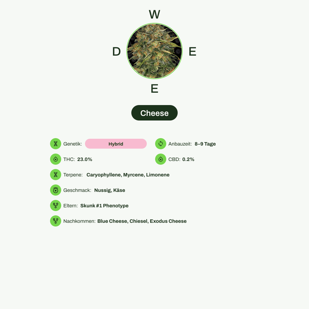 Infografik über THC-Gehalt, CBD-Gehalt, Terpene, Wirkungen, Geschmack von Cheese