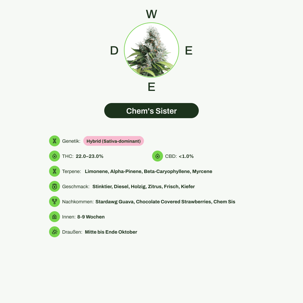 Infografik über THC-Gehalt, CBD-Gehalt, Terpene, Wirkungen, Geschmack von Chem's Sister