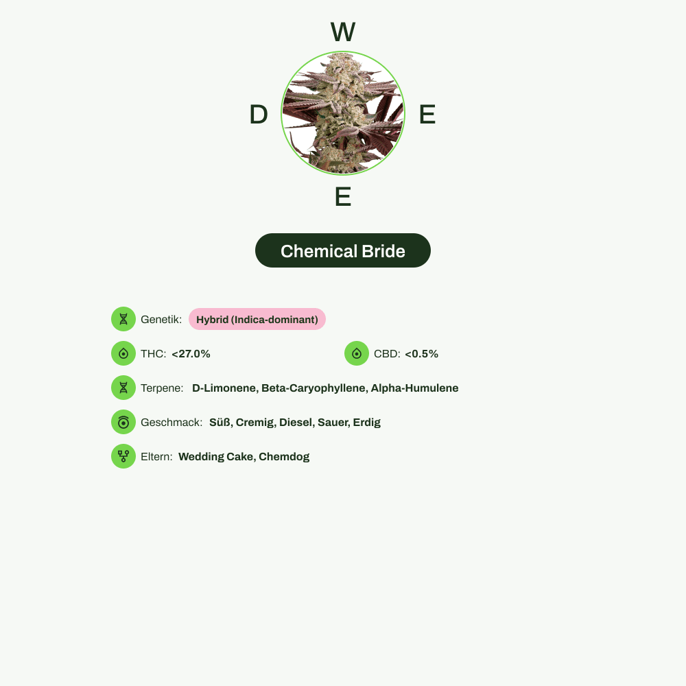 Infografik über THC-Gehalt, CBD-Gehalt, Terpene, Wirkungen, Geschmack von Chemical Bride