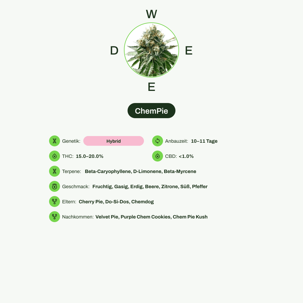 Infografik über THC-Gehalt, CBD-Gehalt, Terpene, Wirkungen, Geschmack von ChemPie