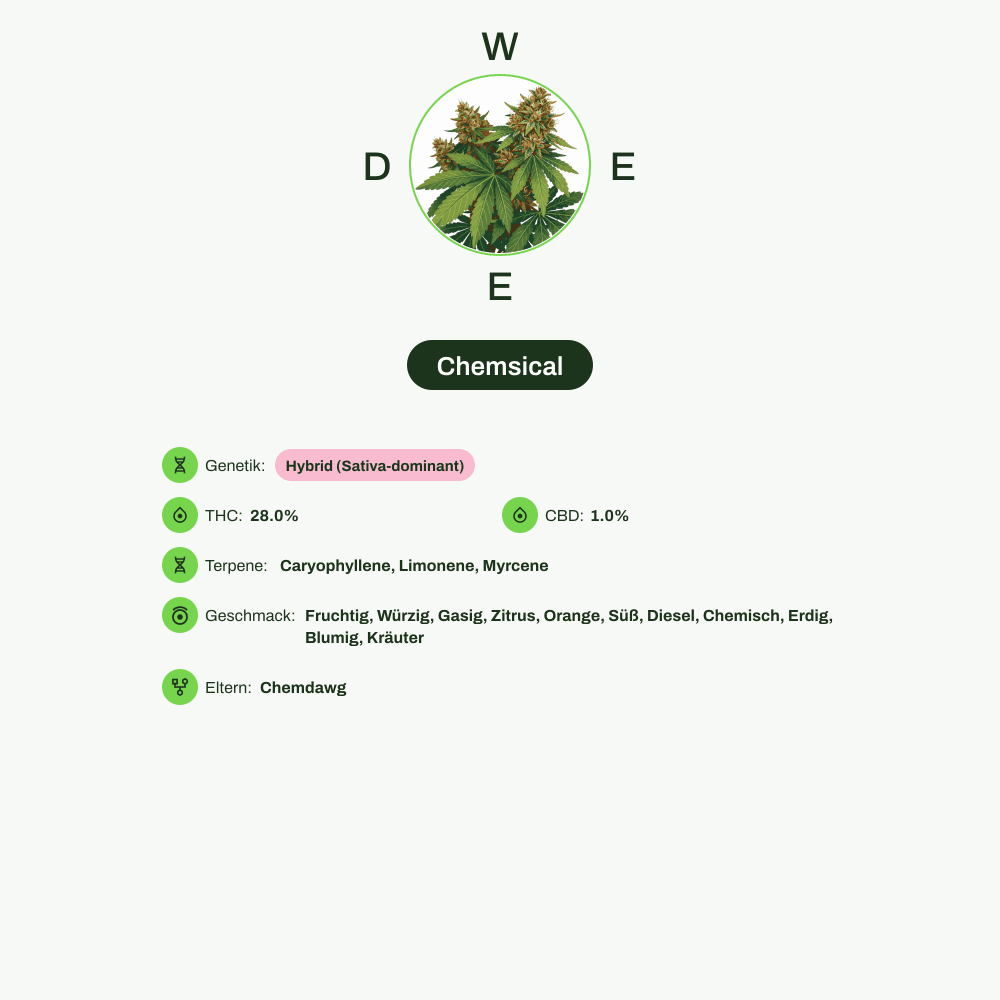 Infografik über THC-Gehalt, CBD-Gehalt, Terpene, Wirkungen, Geschmack von Chemsical