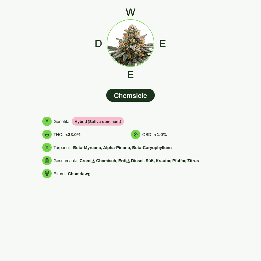 Infografik über THC-Gehalt, CBD-Gehalt, Terpene, Wirkungen, Geschmack von Chemsicle