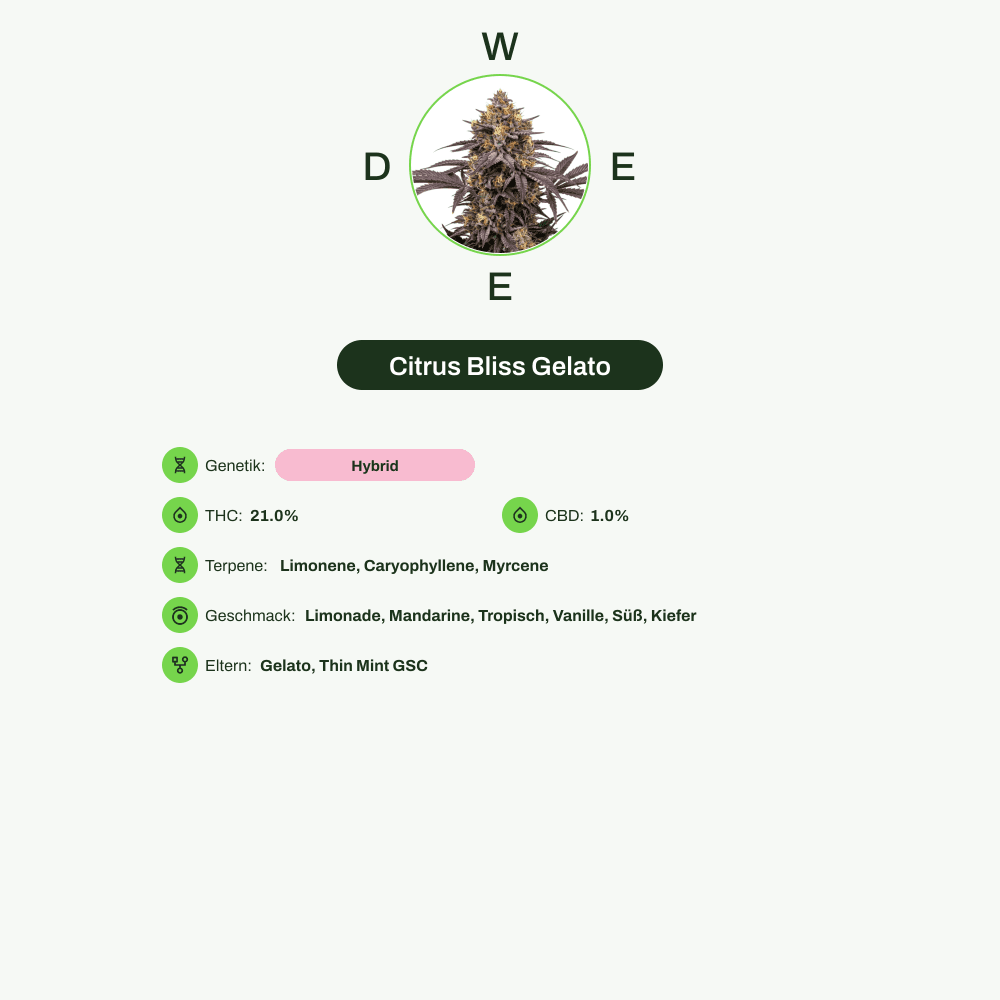 Infografik über THC-Gehalt, CBD-Gehalt, Terpene, Wirkungen, Geschmack von Citrus Bliss Gelato