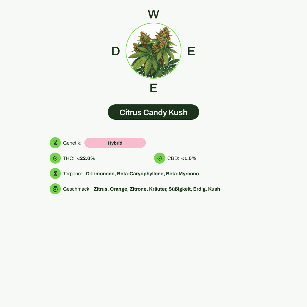 Infografik über THC-Gehalt, CBD-Gehalt, Terpene, Wirkungen, Geschmack von Citrus Candy Kush