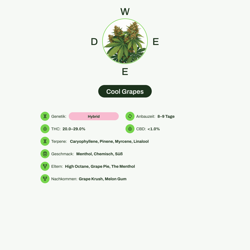 Infografik über THC-Gehalt, CBD-Gehalt, Terpene, Wirkungen, Geschmack von Cool Grapes