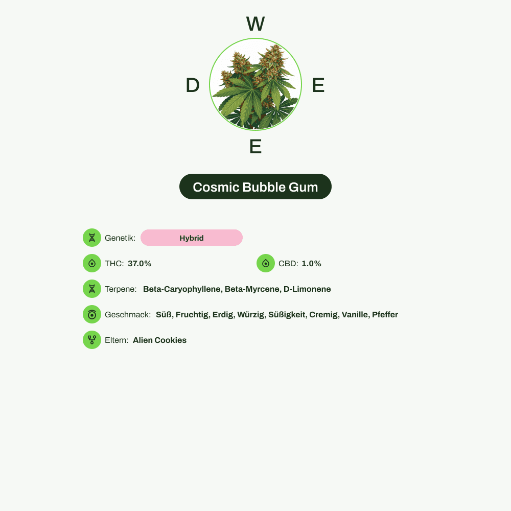 Infografik über THC-Gehalt, CBD-Gehalt, Terpene, Wirkungen, Geschmack von Cosmic Bubble Gum