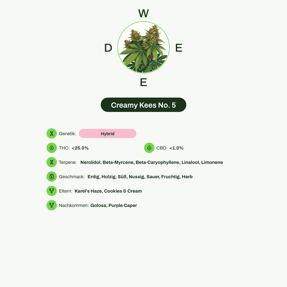 Infografik über THC-Gehalt, CBD-Gehalt, Terpene, Wirkungen, Geschmack von Creamy Kees No. 5