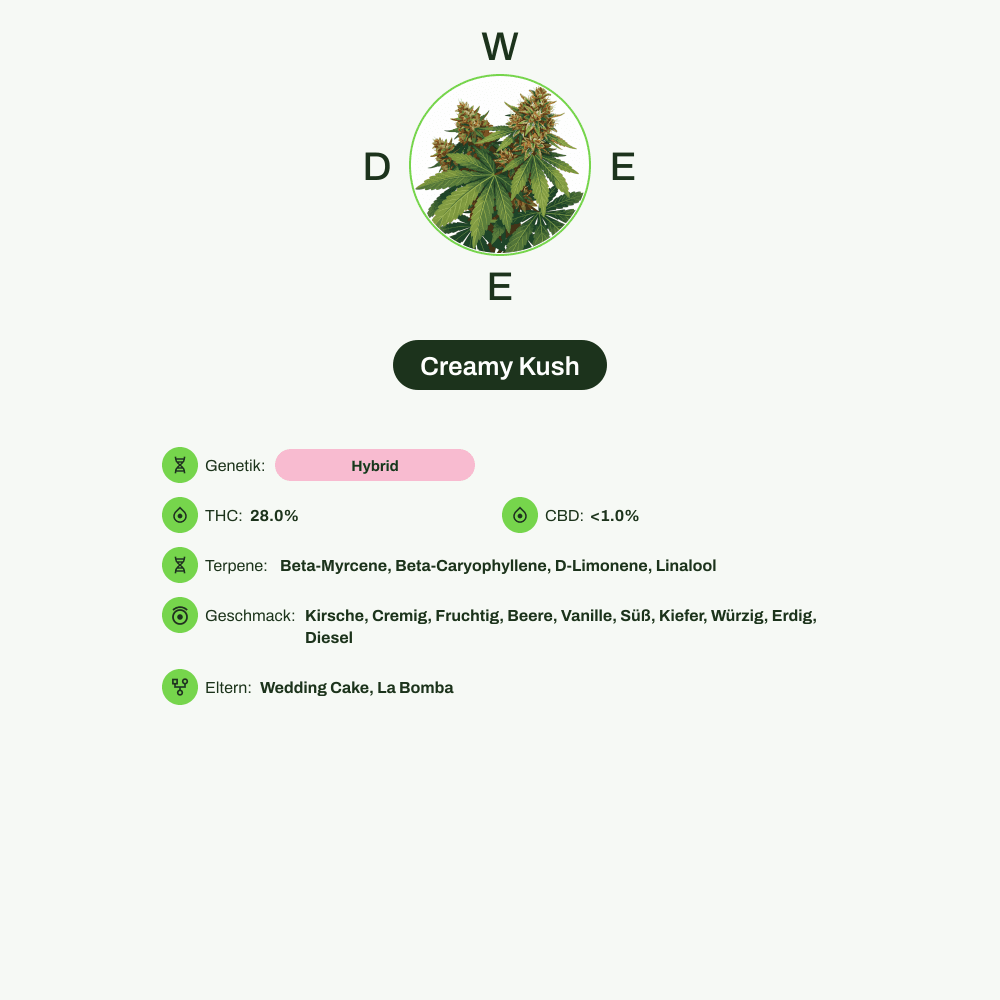 Infografik über THC-Gehalt, CBD-Gehalt, Terpene, Wirkungen, Geschmack von Creamy Kush