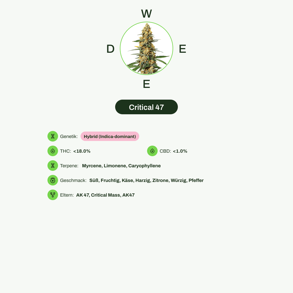Infografik über THC-Gehalt, CBD-Gehalt, Terpene, Wirkungen, Geschmack von Critical 47