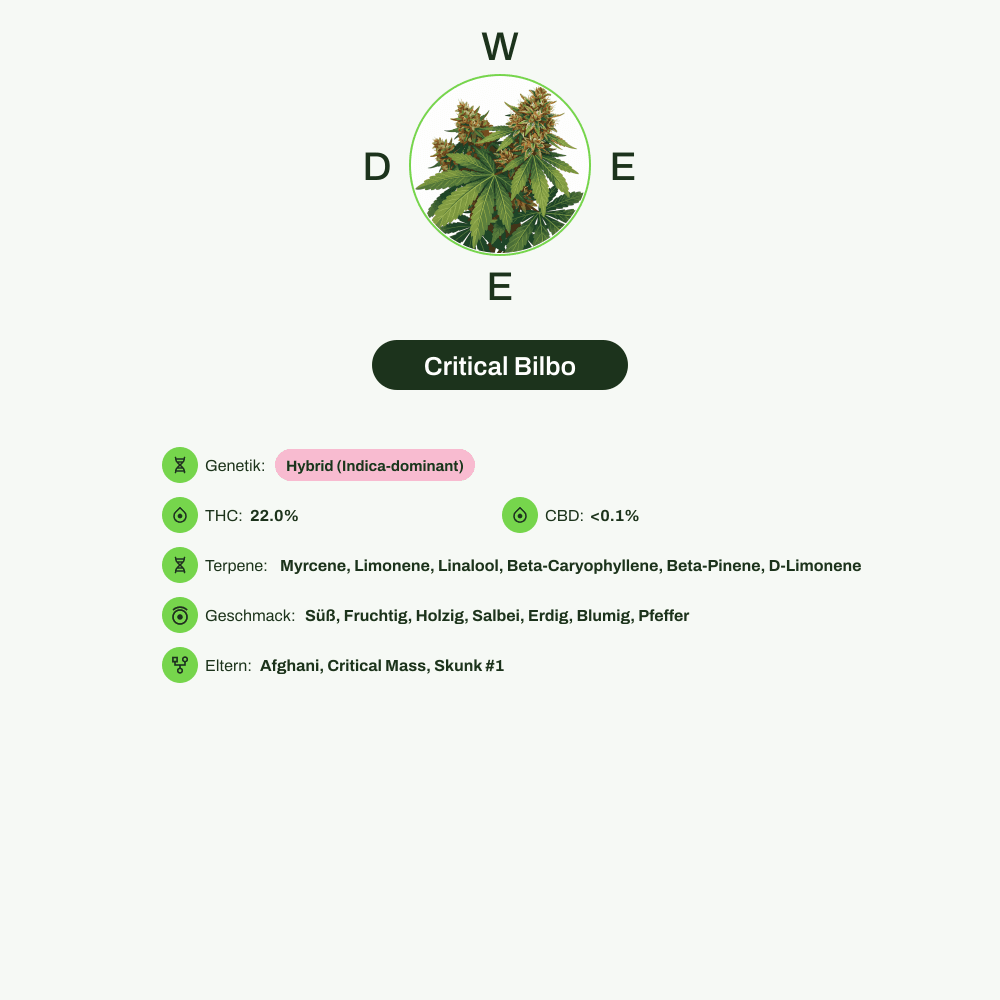 Infografik über THC-Gehalt, CBD-Gehalt, Terpene, Wirkungen, Geschmack von Critical Bilbo