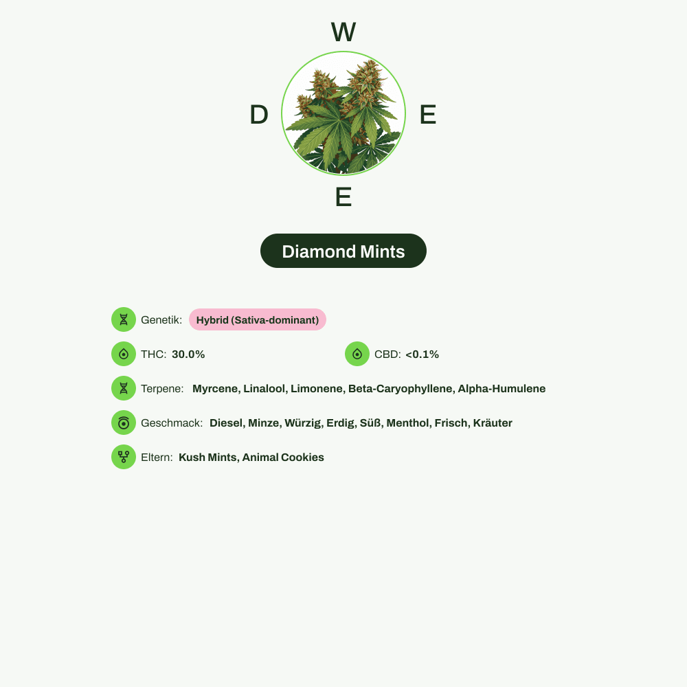 Infografik über THC-Gehalt, CBD-Gehalt, Terpene, Wirkungen, Geschmack von Diamond Mints
