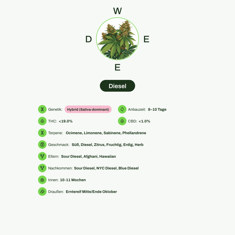 Infografik über THC-Gehalt, CBD-Gehalt, Terpene, Wirkungen, Geschmack von Diesel