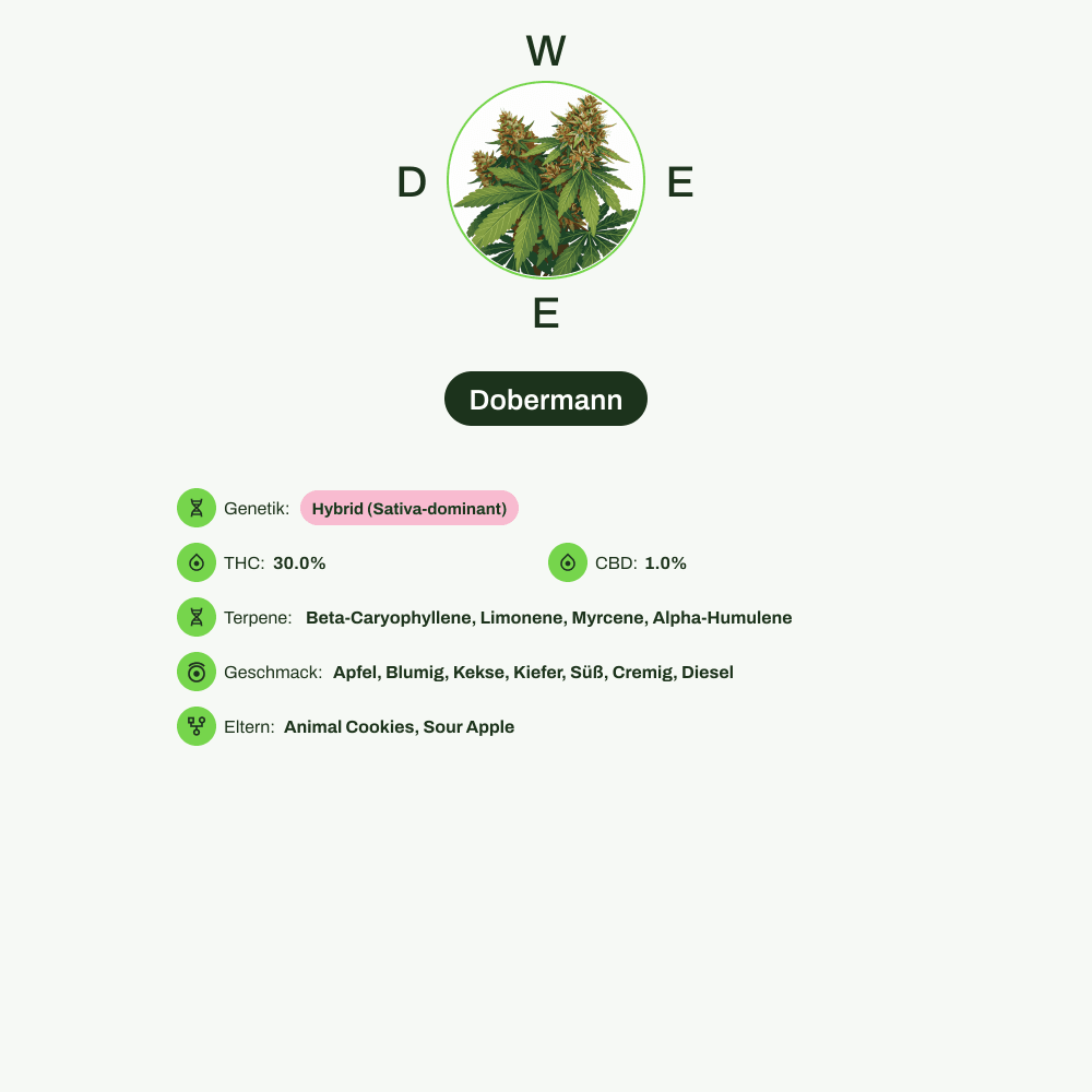 Infografik über THC-Gehalt, CBD-Gehalt, Terpene, Wirkungen, Geschmack von Dobermann