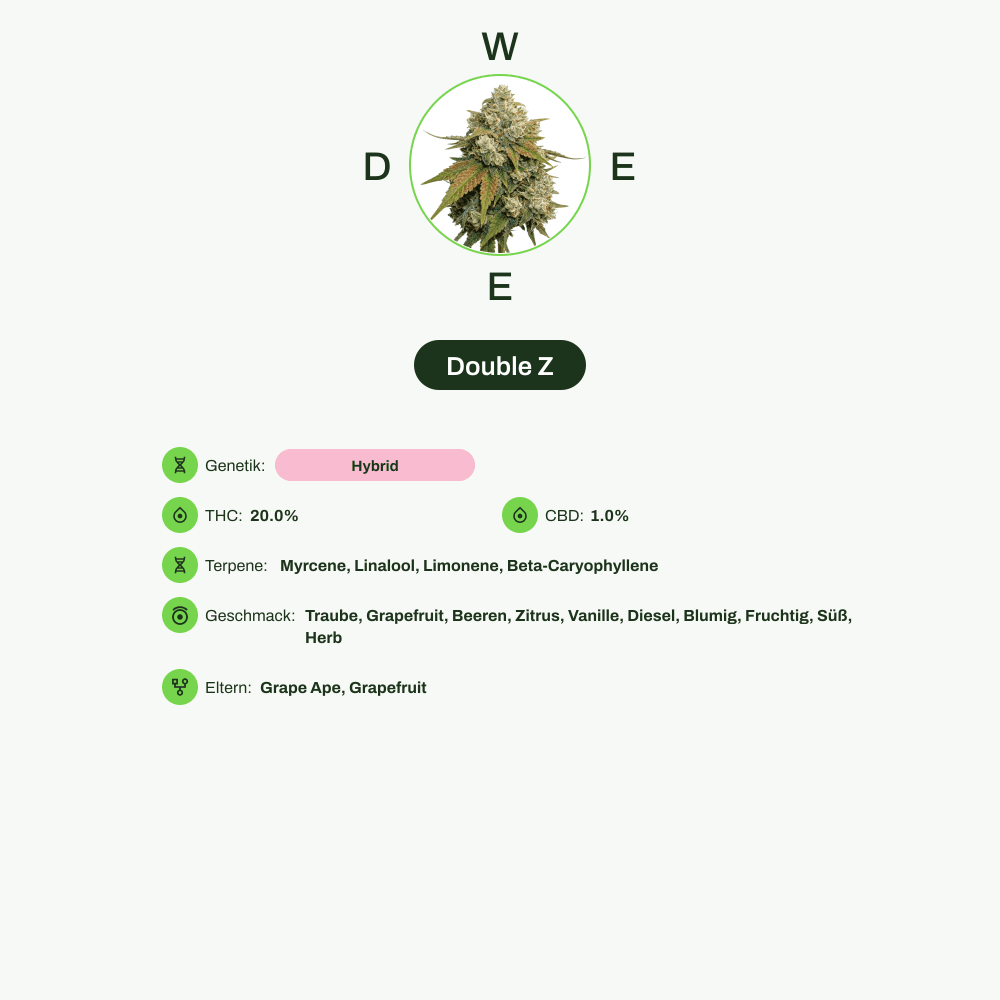 Infografik über THC-Gehalt, CBD-Gehalt, Terpene, Wirkungen, Geschmack von Double Z