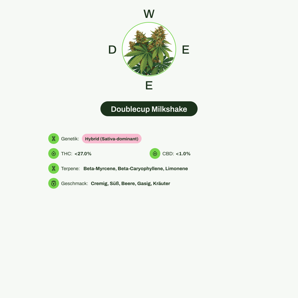 Infografik über THC-Gehalt, CBD-Gehalt, Terpene, Wirkungen, Geschmack von Doublecup Milkshake