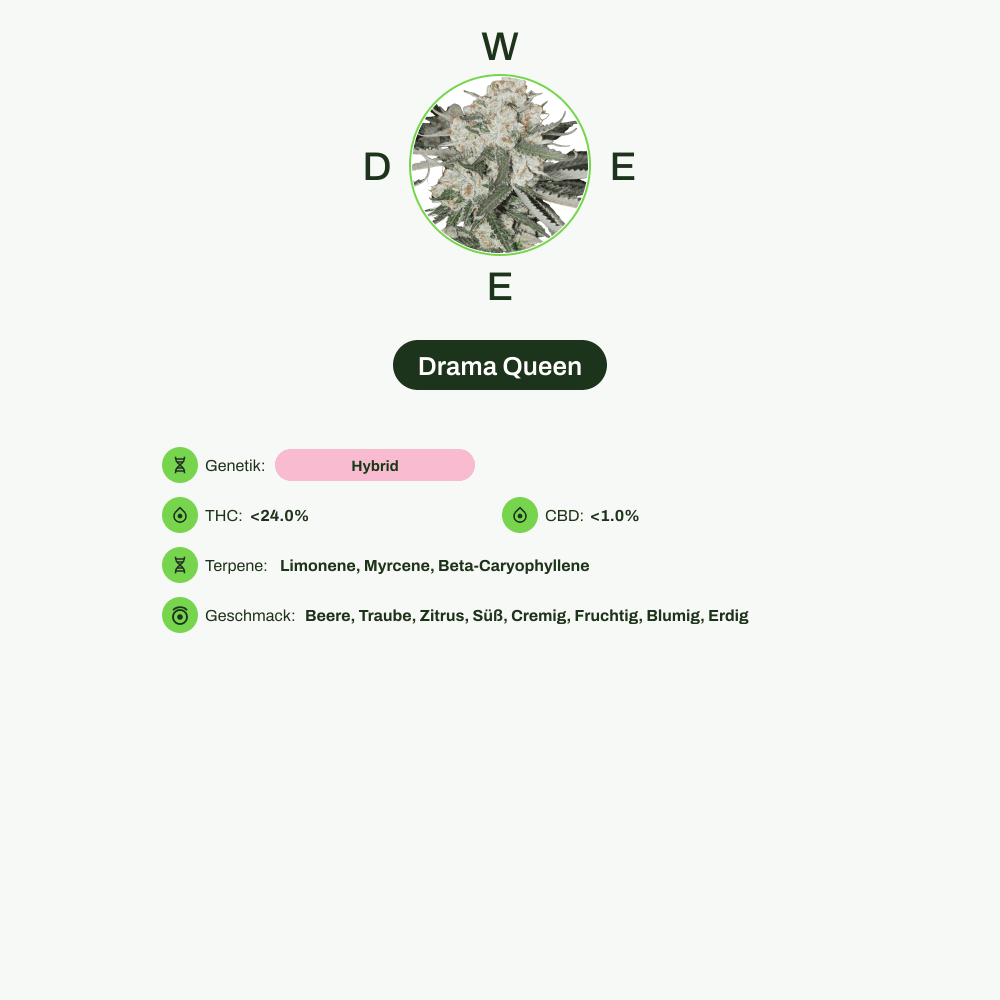 Infografik über THC-Gehalt, CBD-Gehalt, Terpene, Wirkungen, Geschmack von Drama Queen