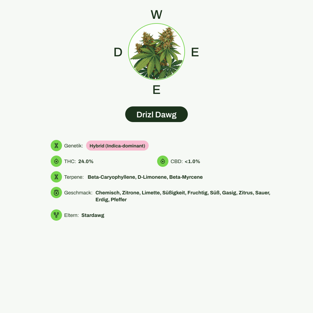 Infografik über THC-Gehalt, CBD-Gehalt, Terpene, Wirkungen, Geschmack von Drizl Dawg