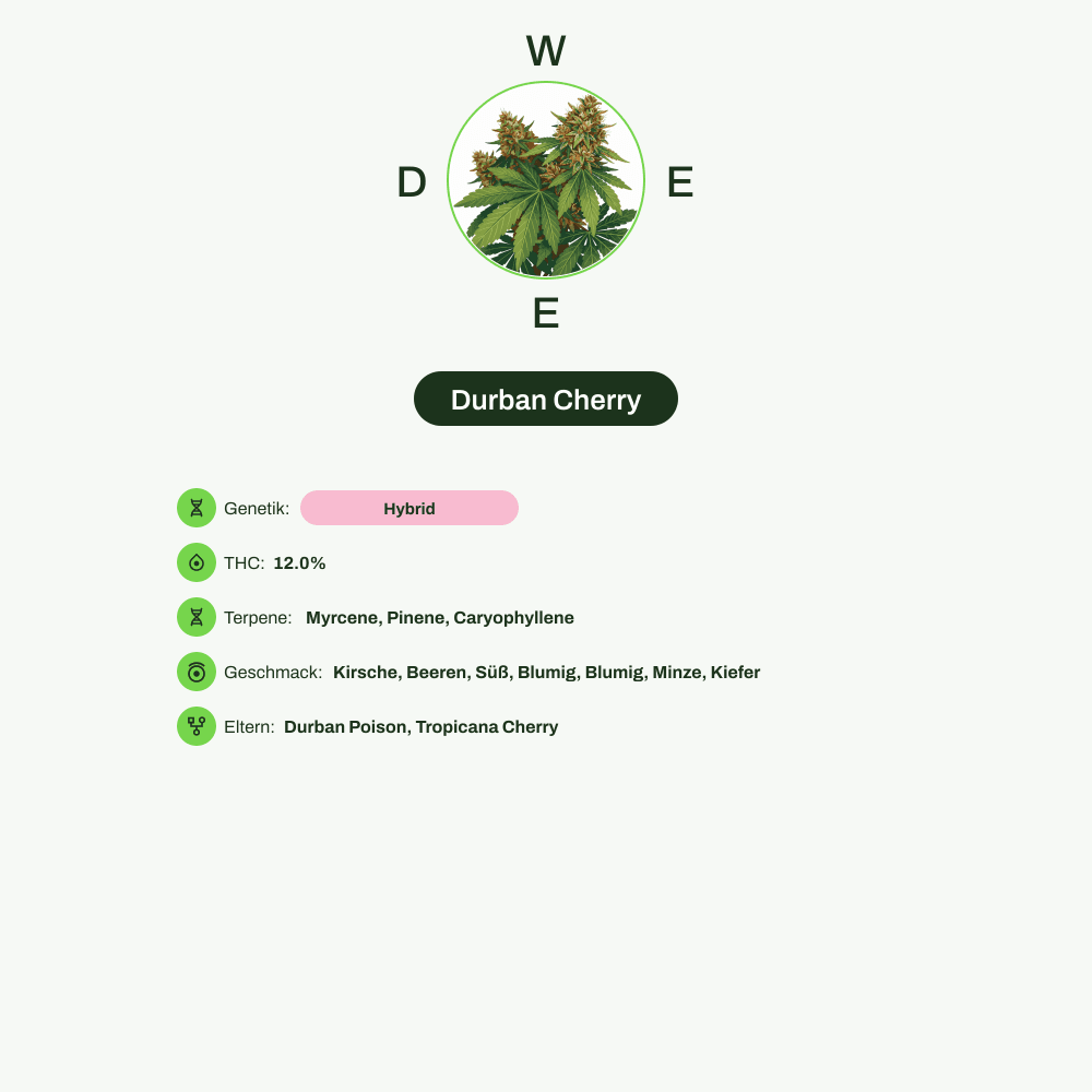 Infografik über THC-Gehalt, CBD-Gehalt, Terpene, Wirkungen, Geschmack von Durban Cherry