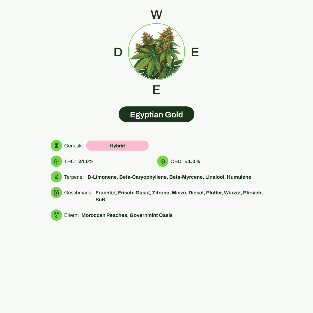 Infografik über THC-Gehalt, CBD-Gehalt, Terpene, Wirkungen, Geschmack von Egyptian Gold