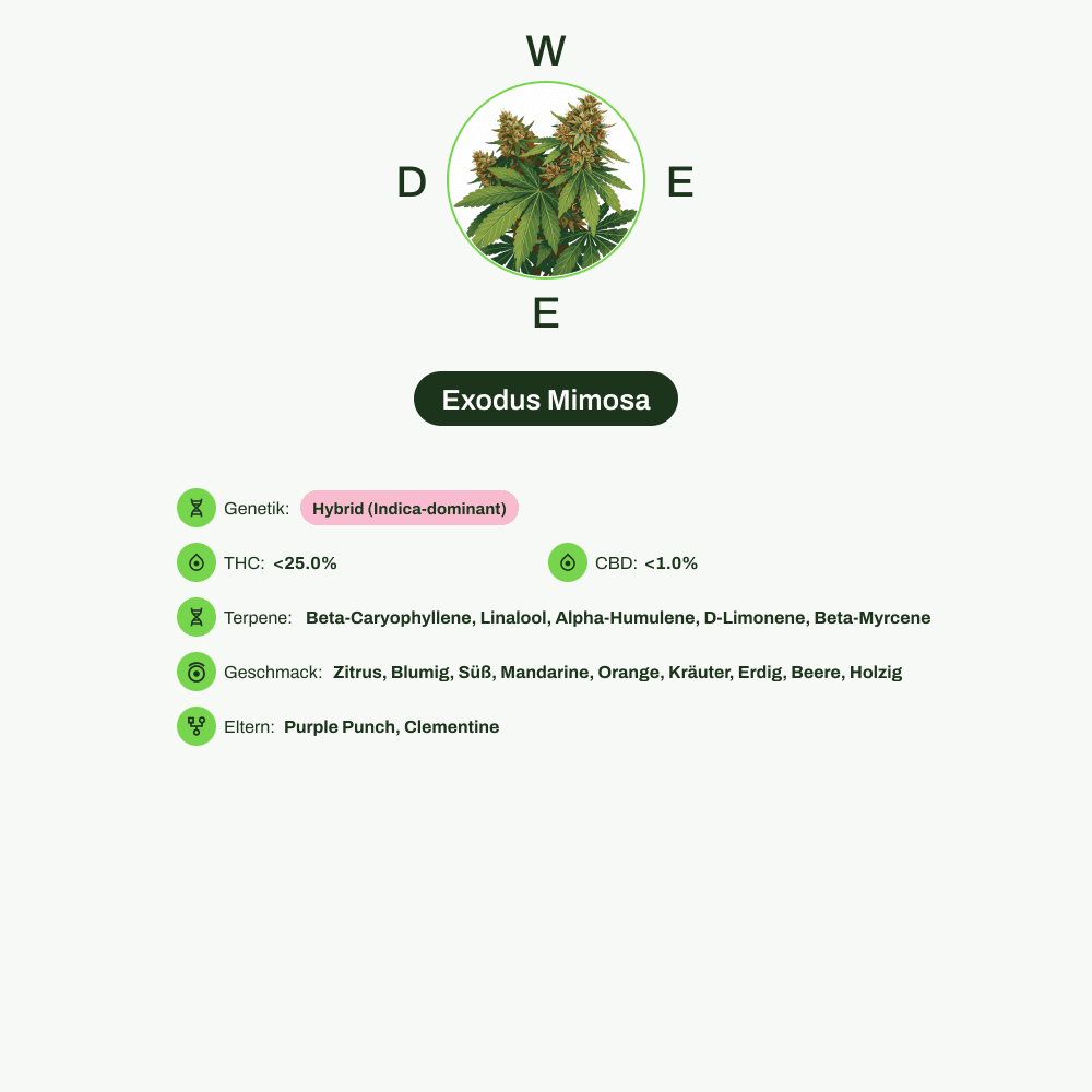 Infografik über THC-Gehalt, CBD-Gehalt, Terpene, Wirkungen, Geschmack von Exodus Mimosa