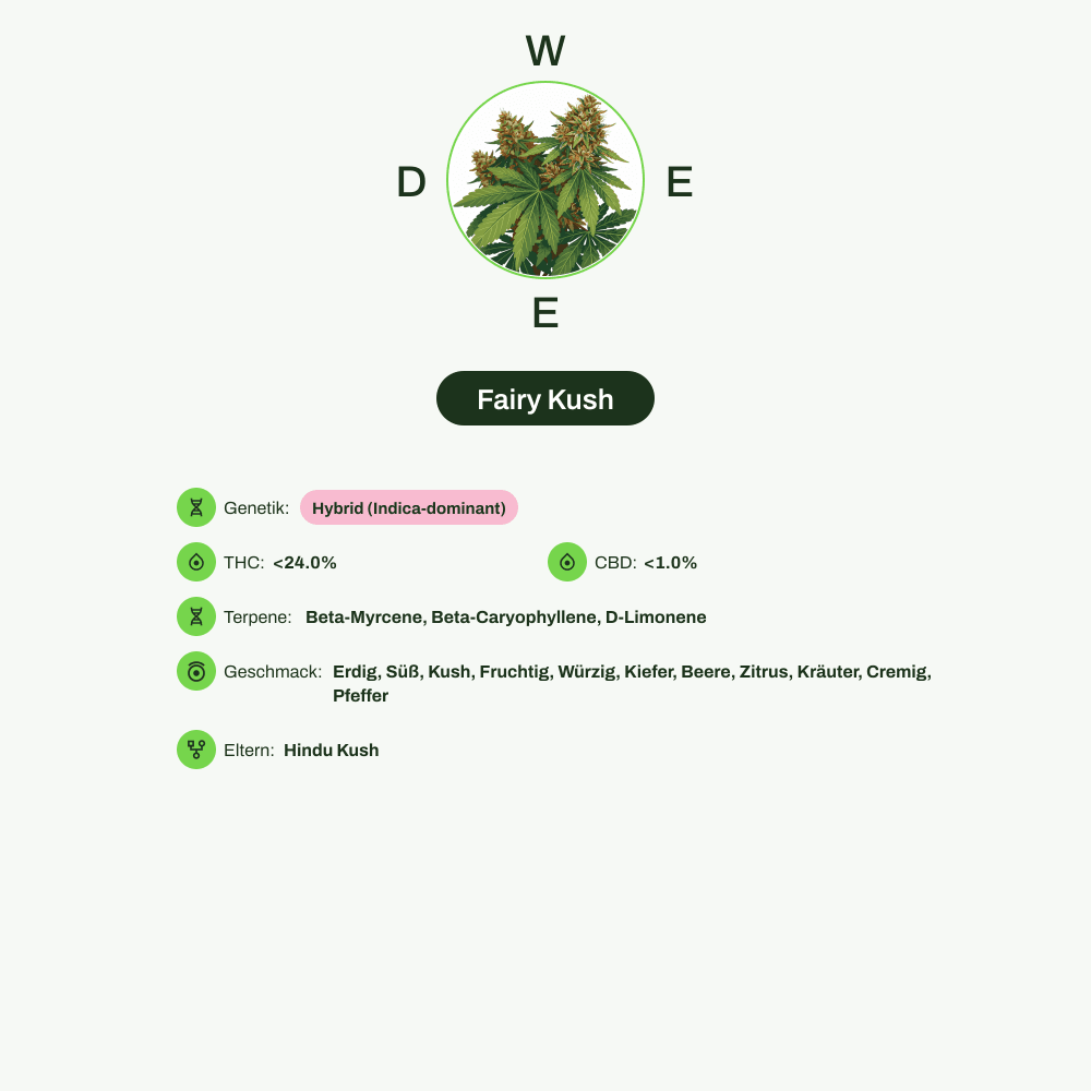 Infografik über THC-Gehalt, CBD-Gehalt, Terpene, Wirkungen, Geschmack von Fairy Kush